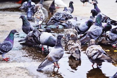 Flock of birds in water