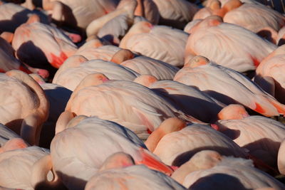 High angle view of birds