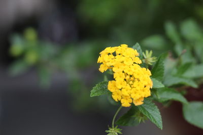 Close-up of yellow marigold blooming outdoors