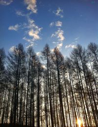 Low angle view of trees against sky