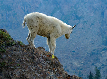 Side view of sheep standing on rock