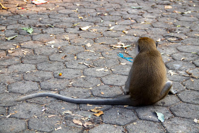 Monkeys on street