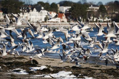 Seagulls flying over city