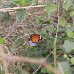 Close-up of butterfly on plant