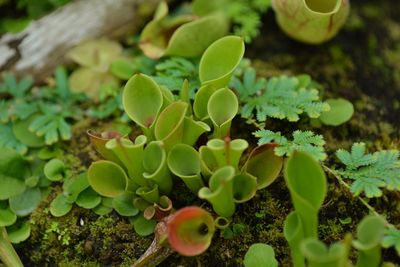 High angle view of plants growing on field