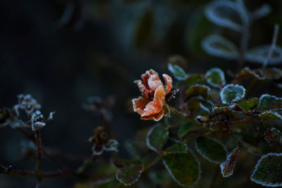 Close-up of flowers against blurred background