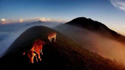 Horse on field