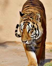 Bengal tiger