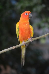 Close-up of parrot perching on branch