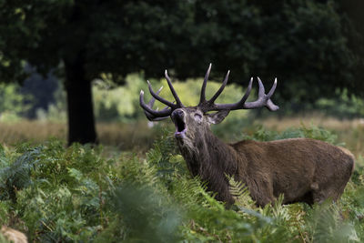 Deer on field in forest