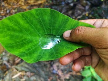 Close-up of butterfly on hand holding leaf