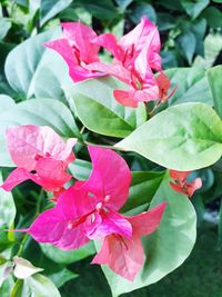 Close-up of pink flowers blooming outdoors