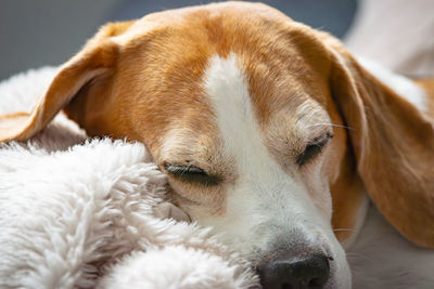 pet