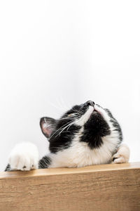 Close-up of a cat sleeping on white background