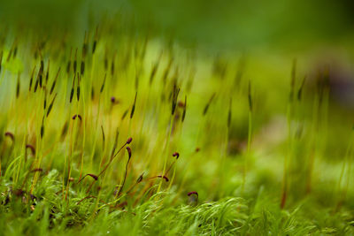 Close-up of plants growing on field