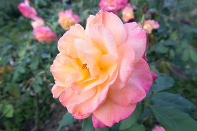 Close-up of pink rose