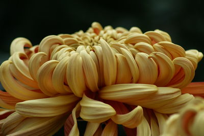 Close-up of pink flower