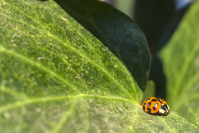 Close-up of ladybug on leaf