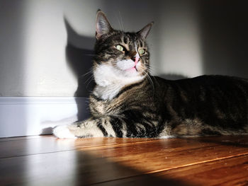 Close-up portrait of a cat on floor at home