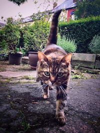 Portrait of cat on tree