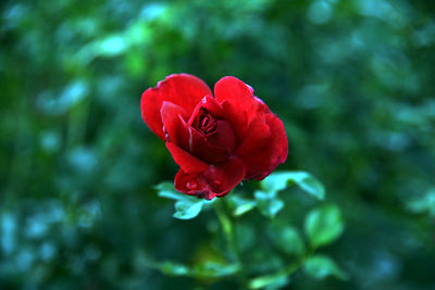 Close-up of red rose against blurred background