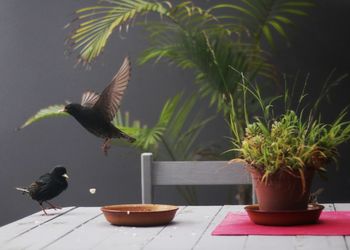 View of bird on potted plant