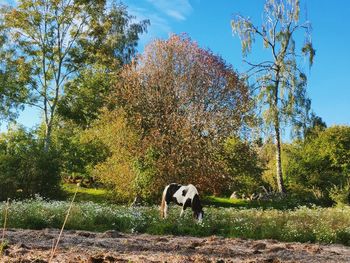 View of a horse on field