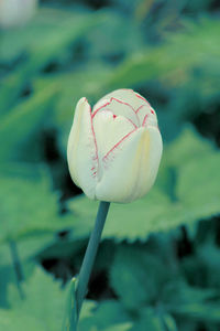 Close-up of white rose flower