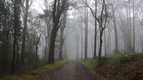 Dirt road amidst trees in forest
