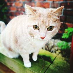 Close-up portrait of cat