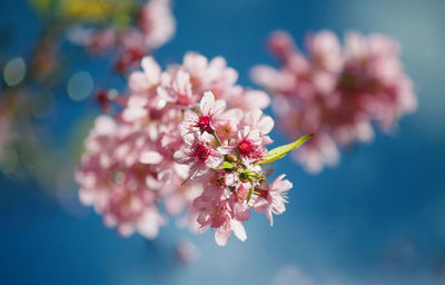 Close-up of pink cherry blossom