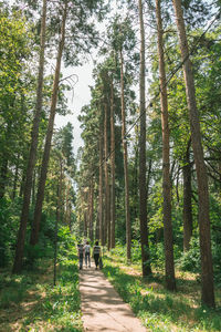 Rear view of people walking on footpath amidst trees in forest