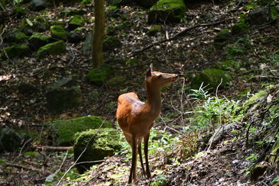 Deer standing in a forest