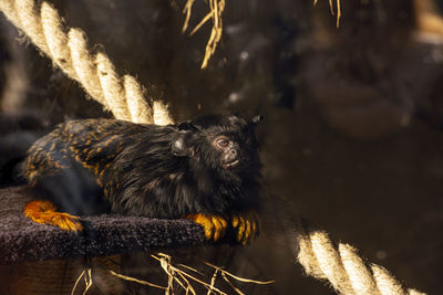 Tamarin monkey on tree dozing in the shadow