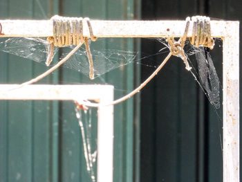 Close-up of spider web on metal fence