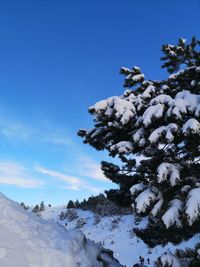 Low angle view of snow covered tree against blue sky