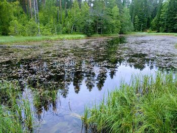 Scenic view of river in forest