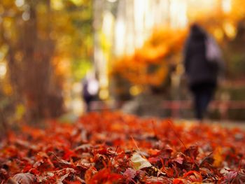 Close-up of maple leaves fallen on field in park