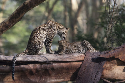 Leopards relaxing on tree at zoo