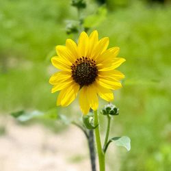 Close-up of yellow flower on field