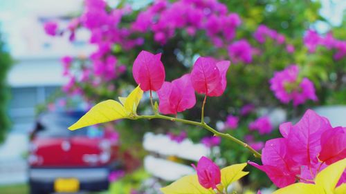 Close-up of pink flower