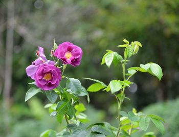 Close-up of pink flowering plant