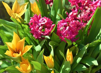 Close-up of pink flower