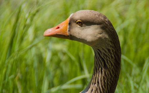 Close-up side view of greylag goose