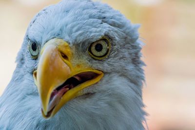 Close-up portrait of bald eagle