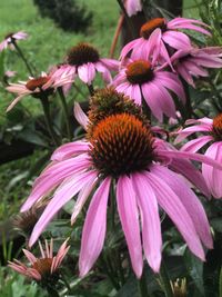 Close-up of coneflowers blooming outdoors