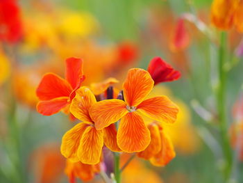 Close-up of yellow flower