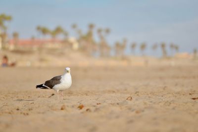 Seagull perching on a sand