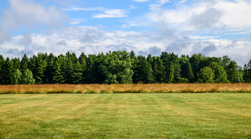 Pine trees on field against sky