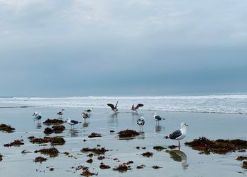 Birds in sea against sky